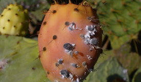 Coccus cacti